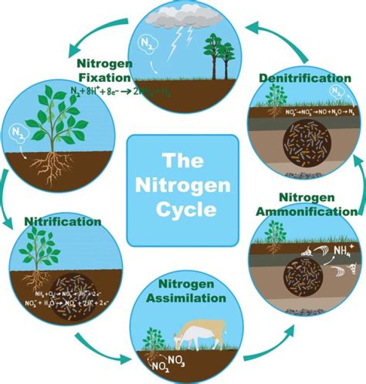 What is nitrogen used for in plants
