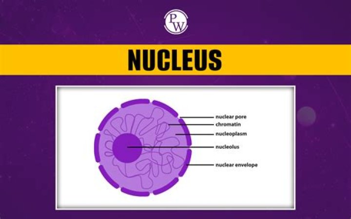 What is nucleus gigantocellularis?