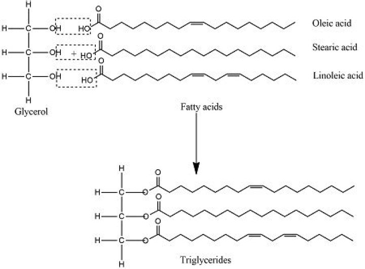 What is oleic acid used for?