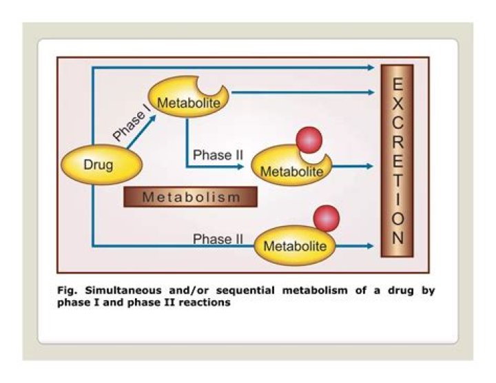 What is Phase 2 drug metabolism?