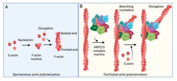 What is pyrene actin?