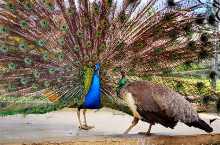 What is special about Peacock?