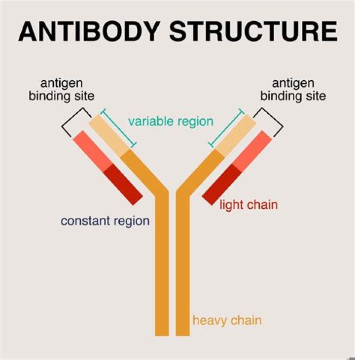 What is the antigen binding site on the antibody