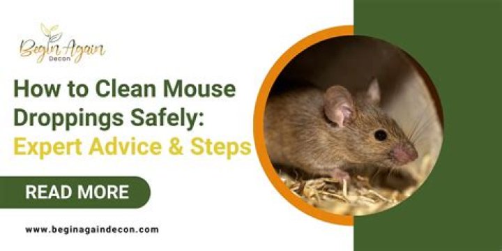 What is the best disinfectant for mouse droppings?