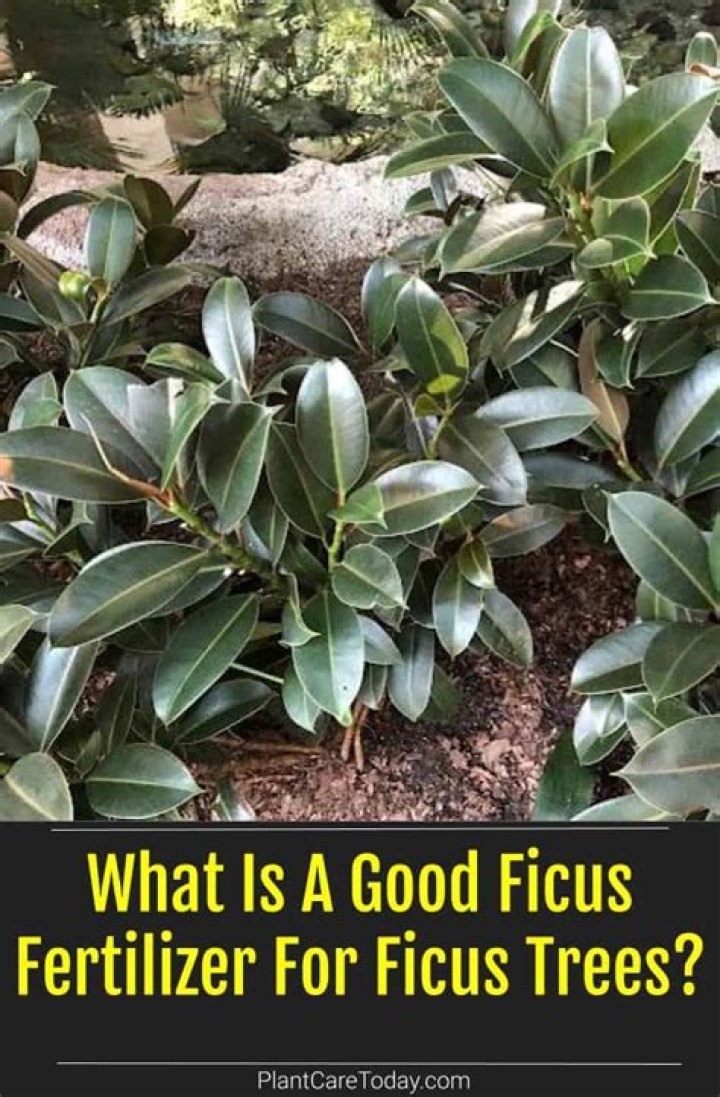 What is the best fertilizer for ficus hedge