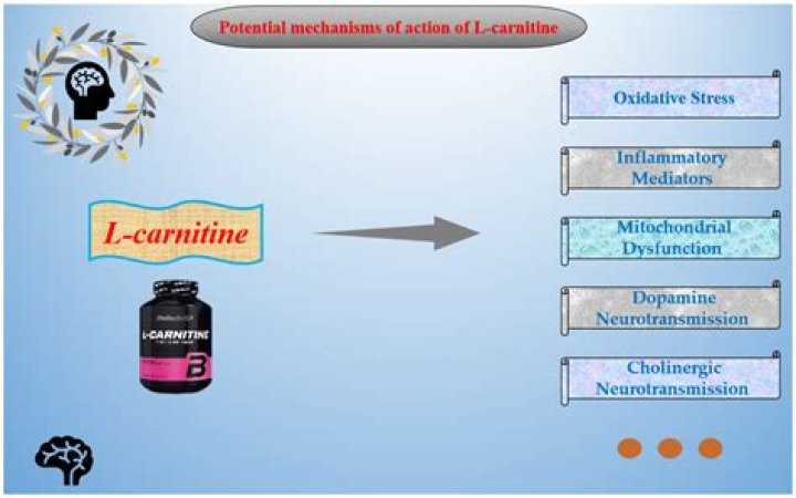 What is the best form of L-carnitine?
