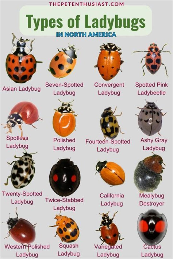 What is the best habitat for ladybugs?