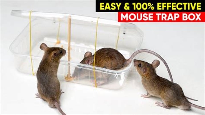 What is the best live mouse trap