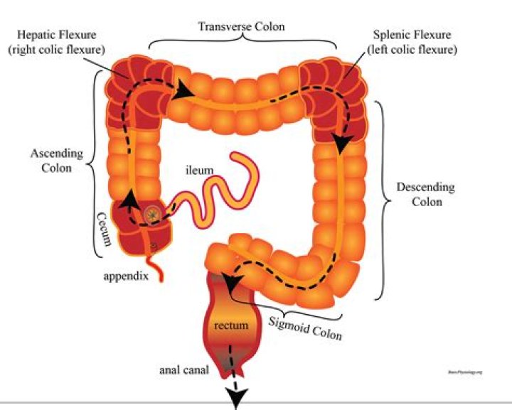 What is the cecum part of the colon