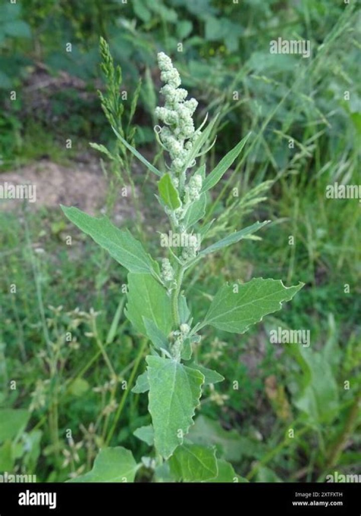 What is the common name of Chenopodium?