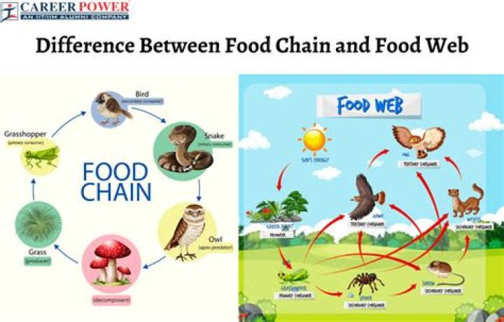 What is the difference between a food chain and a food web worksheet?