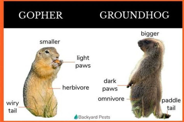 What is the difference between a gopher and a groundhog