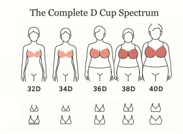 What is the difference between D and DD cup size?