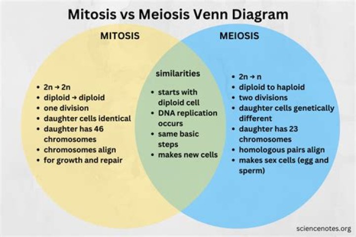 What is the difference between mitosis and meiosis?