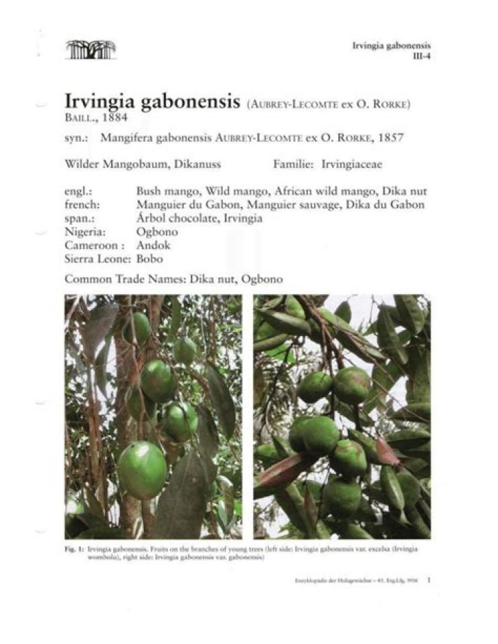 What is the English name of Irvingia gabonensis?