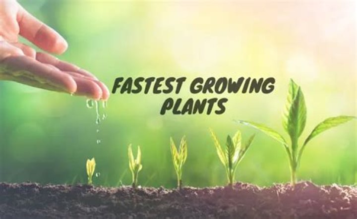 What is the fastest growing plant