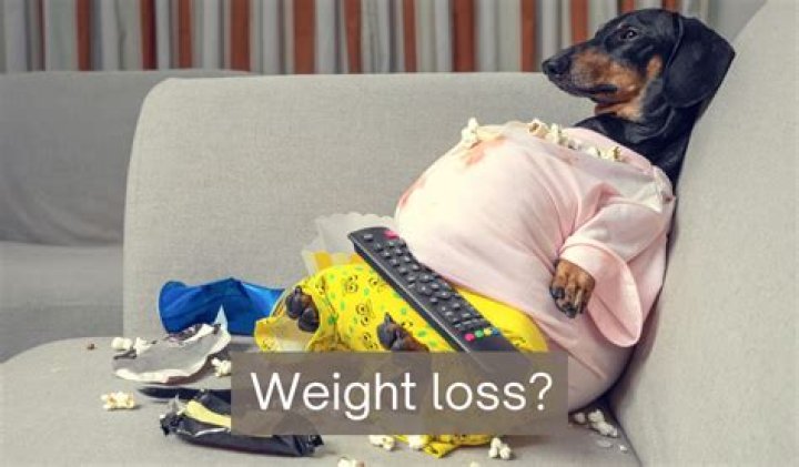 What is the fastest way for a dog to lose weight?