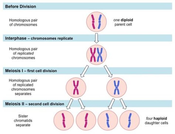 What is the final chromosome number when meiosis is complete?