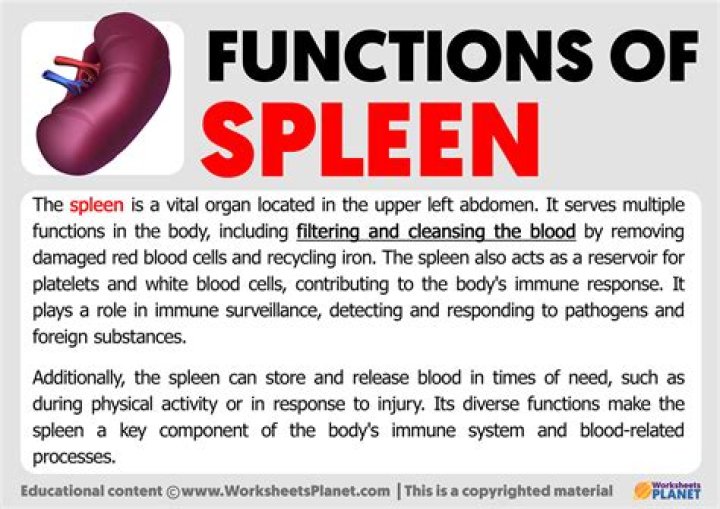 What is the function of the leucine zipper?