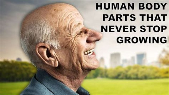 What is the last body part to stop growing?
