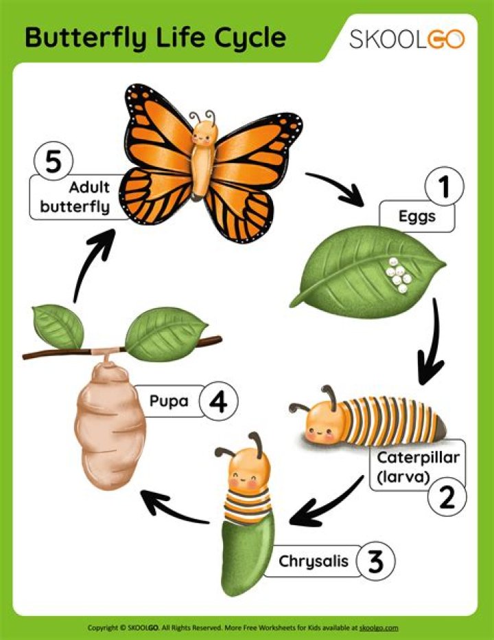 What is the life cycle of a butterfly for kindergarten