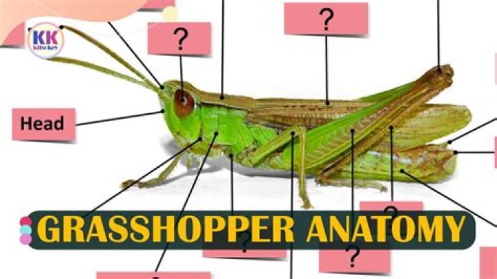 What is the meaning of Grasshopper by ee cummings?