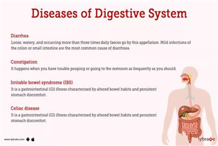 What is the most important thing in the digestive system