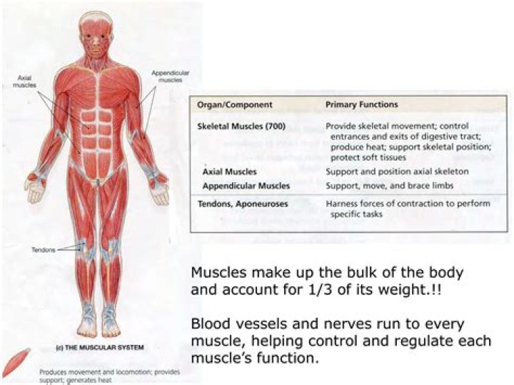 What is the muscular system composed of?