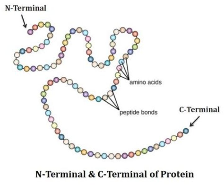 What is the N-terminal of the amino acid sequence?