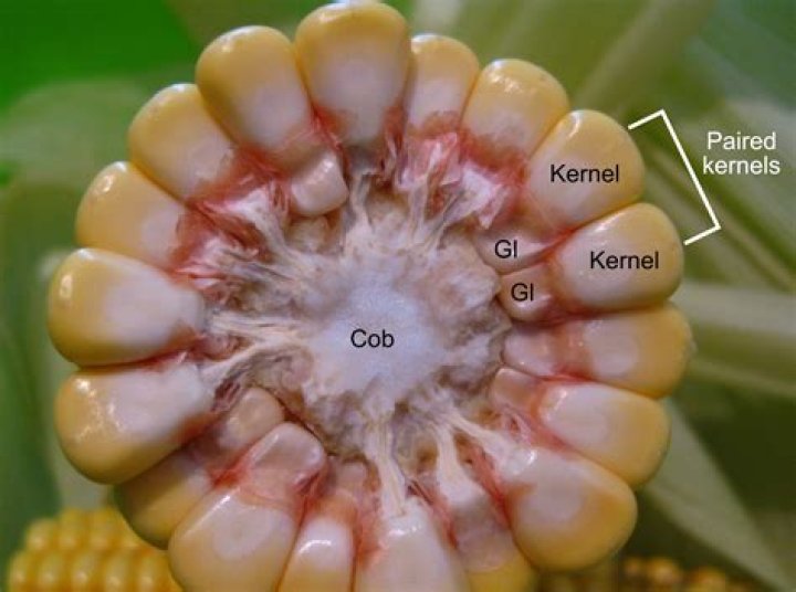 What is the outer part of the kernel called?