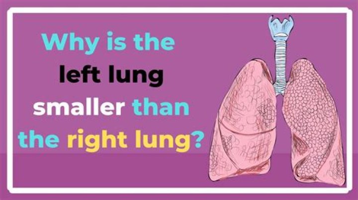What is the right lung apex