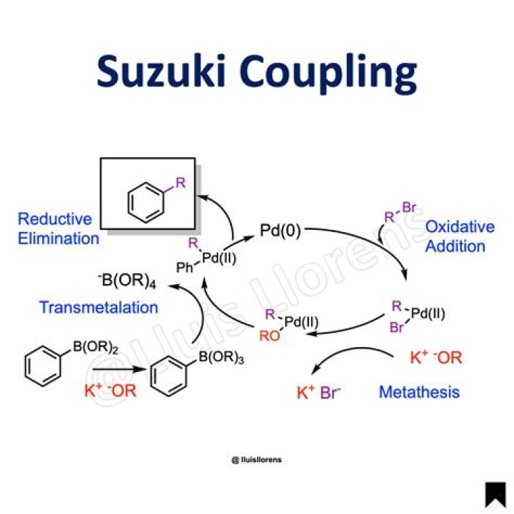 What is the role of base in Suzuki reaction?