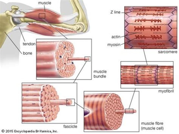 What is the skeletal muscle function?
