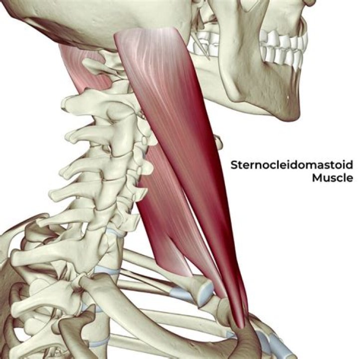 What is the Sternocleidomastoid responsible for