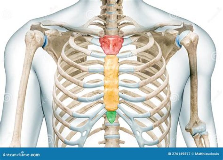What is the sternum used for?