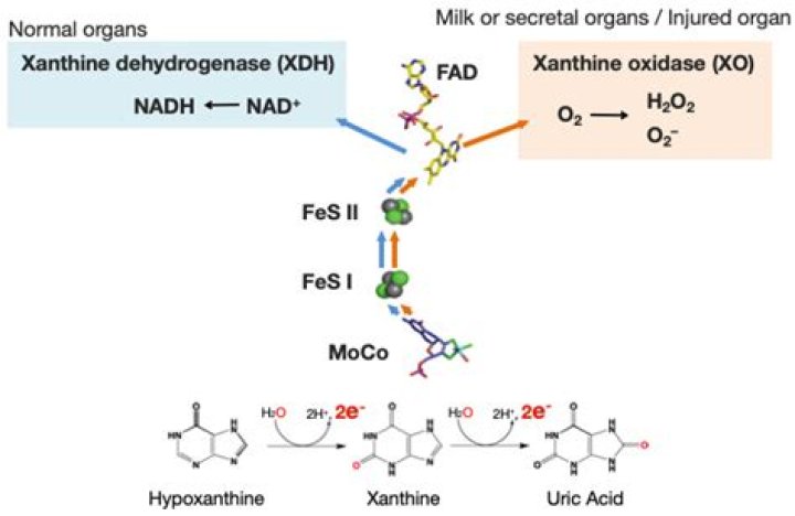 What is the structure of xanthine oxidase?