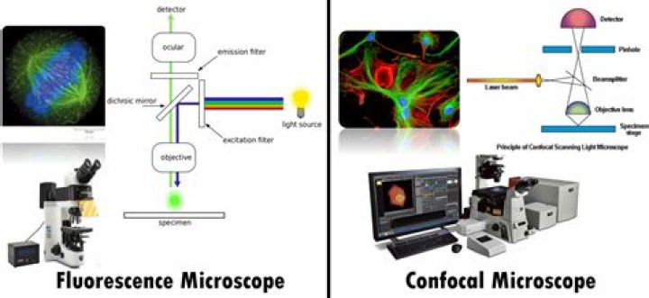 What is two-photon fluorescence microscopy?