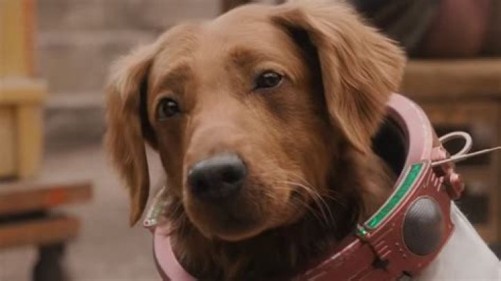 What kind of dog is the dog from Age of Adaline?