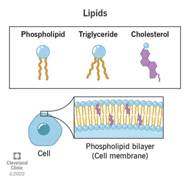 What lipids are found in the cell membrane
