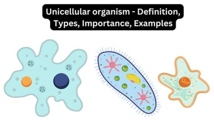 What makes an organism virulent?