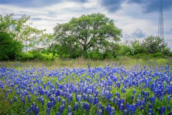 What month do the bluebonnets bloom in Texas?