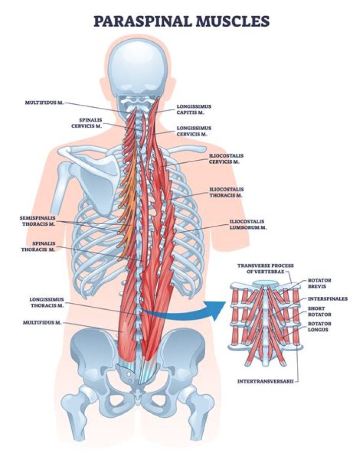 What muscles attach to the thoracic vertebrae?