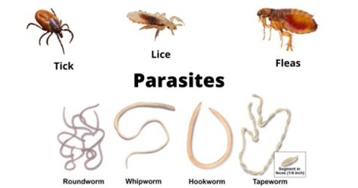 What problems do ectoparasites cause?