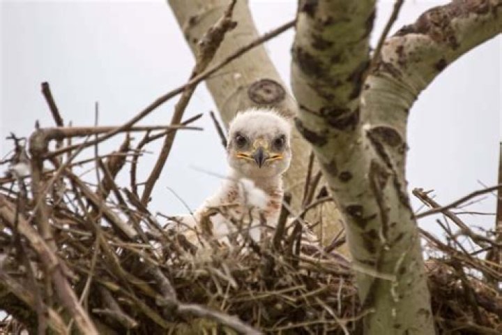 What should I do with a baby hawk