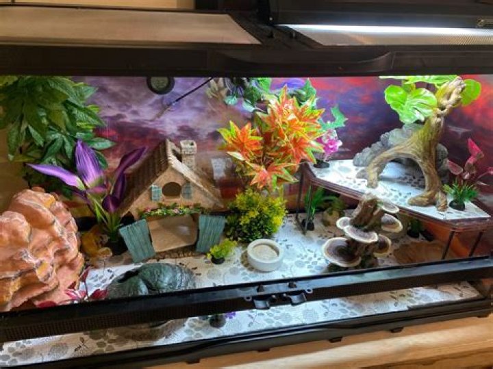 What should I put in my leopard gecko cage?