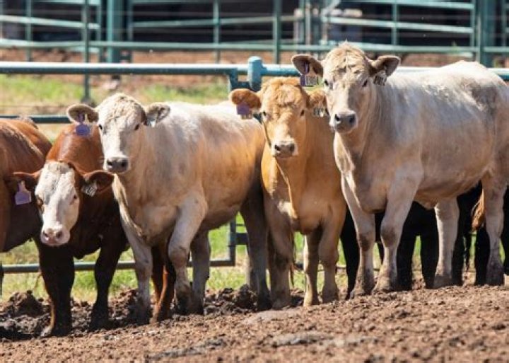 What started cattle ranching?