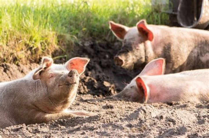 What type of waterer do pigs need?