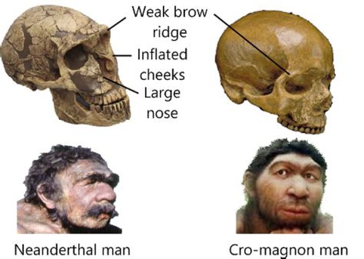 What were the differences between Neanderthal and Cro Magnon