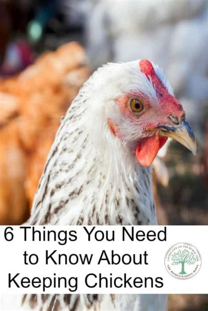 What you need to know about keeping chickens