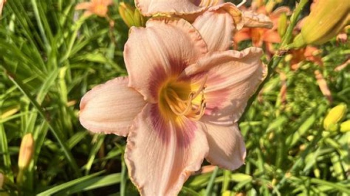 When should I split daylilies?